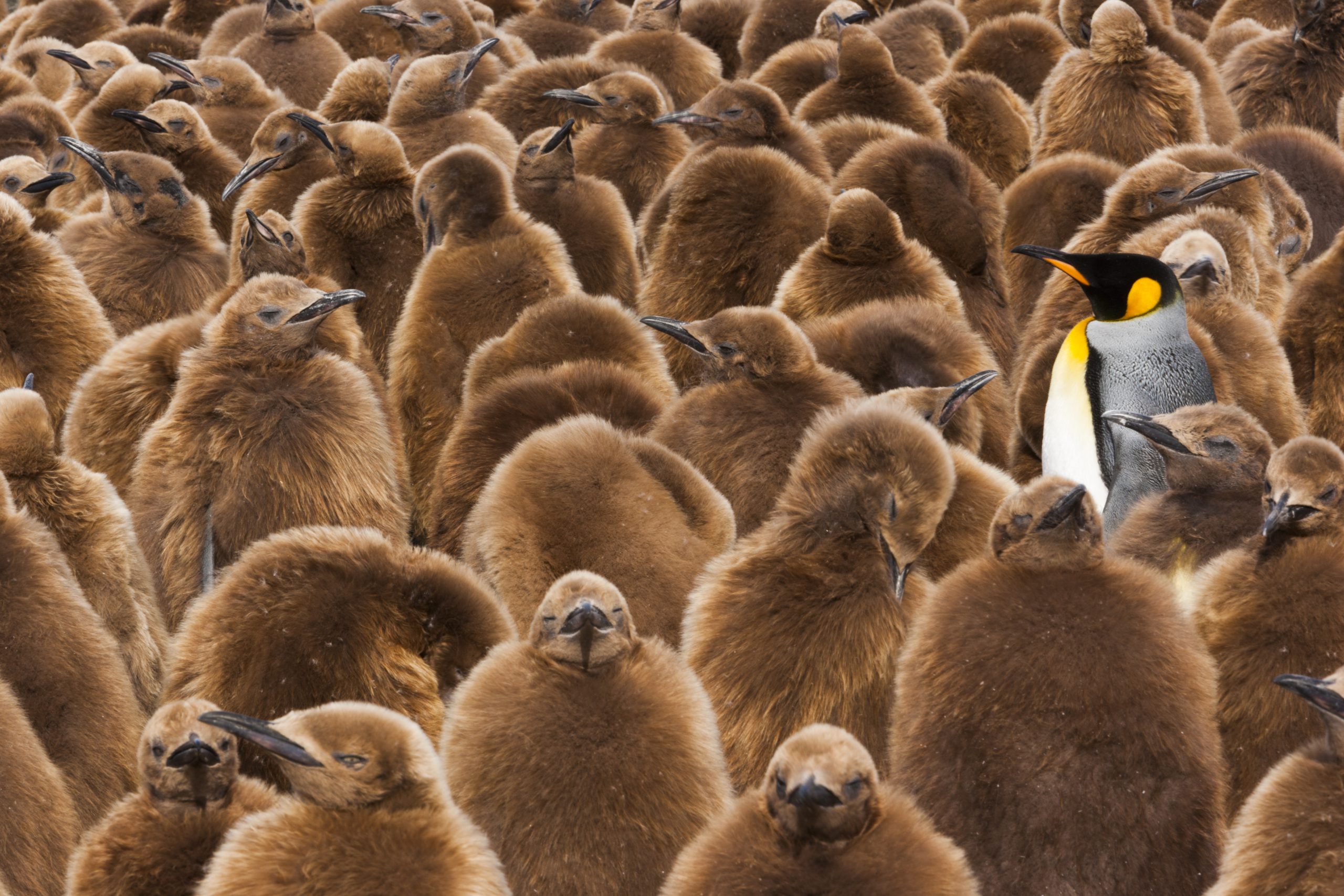 A colony of King Penguins, Aptenodytes patagonicus. Fledgling chicks with brown fluffy coats, standing in large groups, with some adults among them.